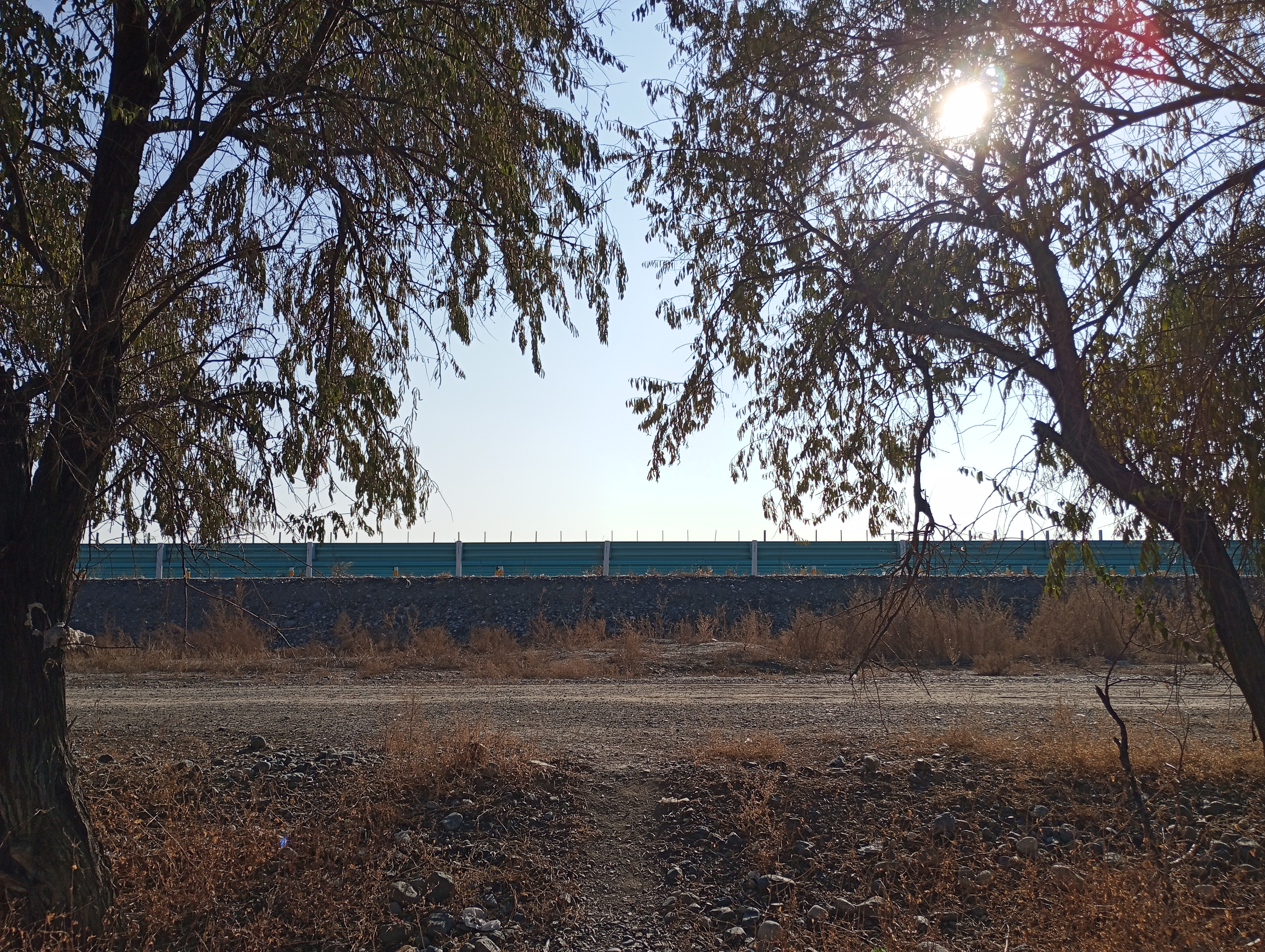 Elaeagnus angustifolia---Фанаты---251115-008